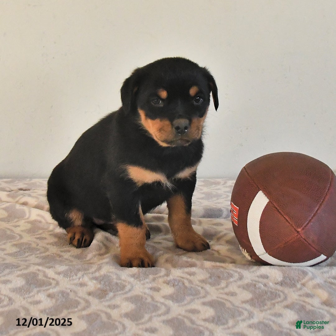 Rottweiler dogs for sale: Nadine - Ad 4