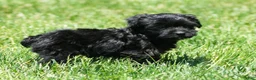 Yorkiepoo dogs for sale: Ronnie - Ad 7
