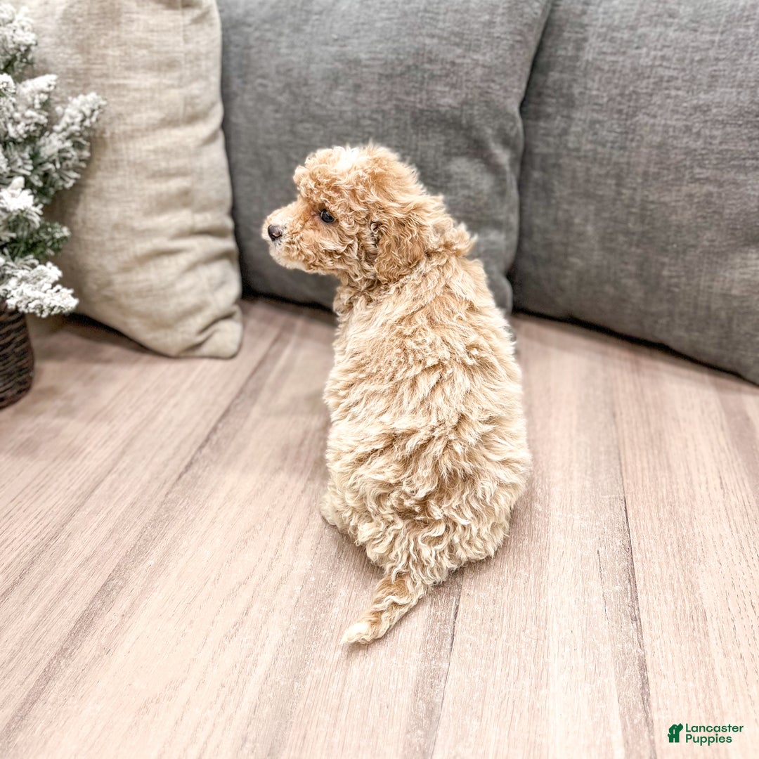 Goldendoodle dogs for sale: Snowflake  - Ad 16