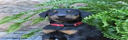 Doberman Pinscher dogs for sale: Pixie - Ad 3