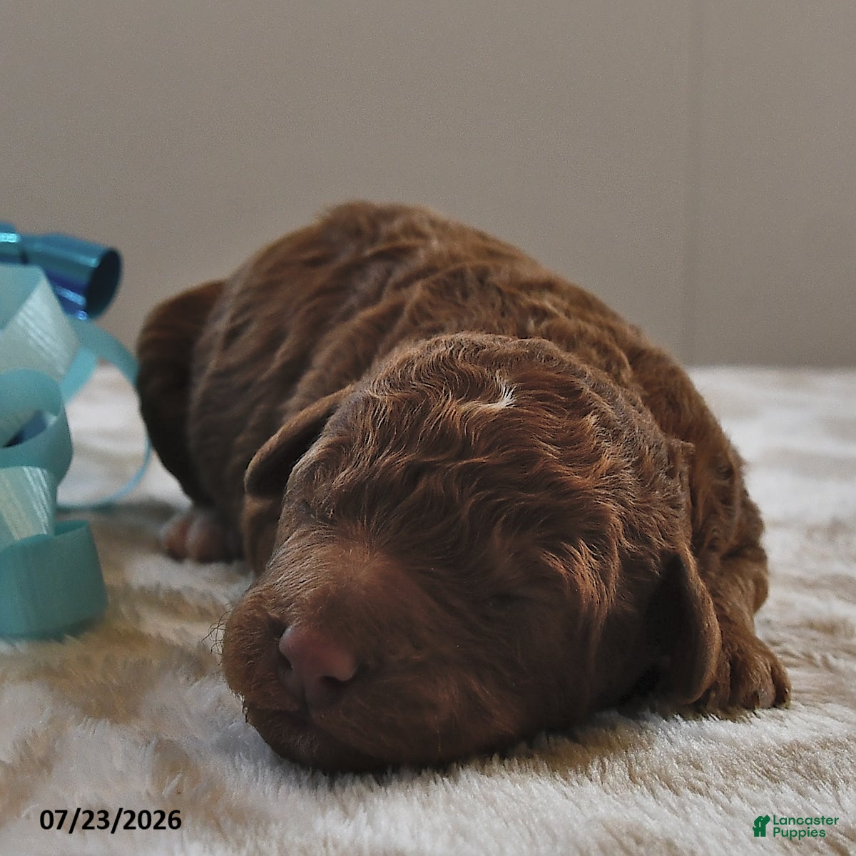 Mini Goldendoodle dogs Winston - Ad 1