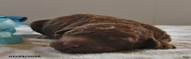 Winston