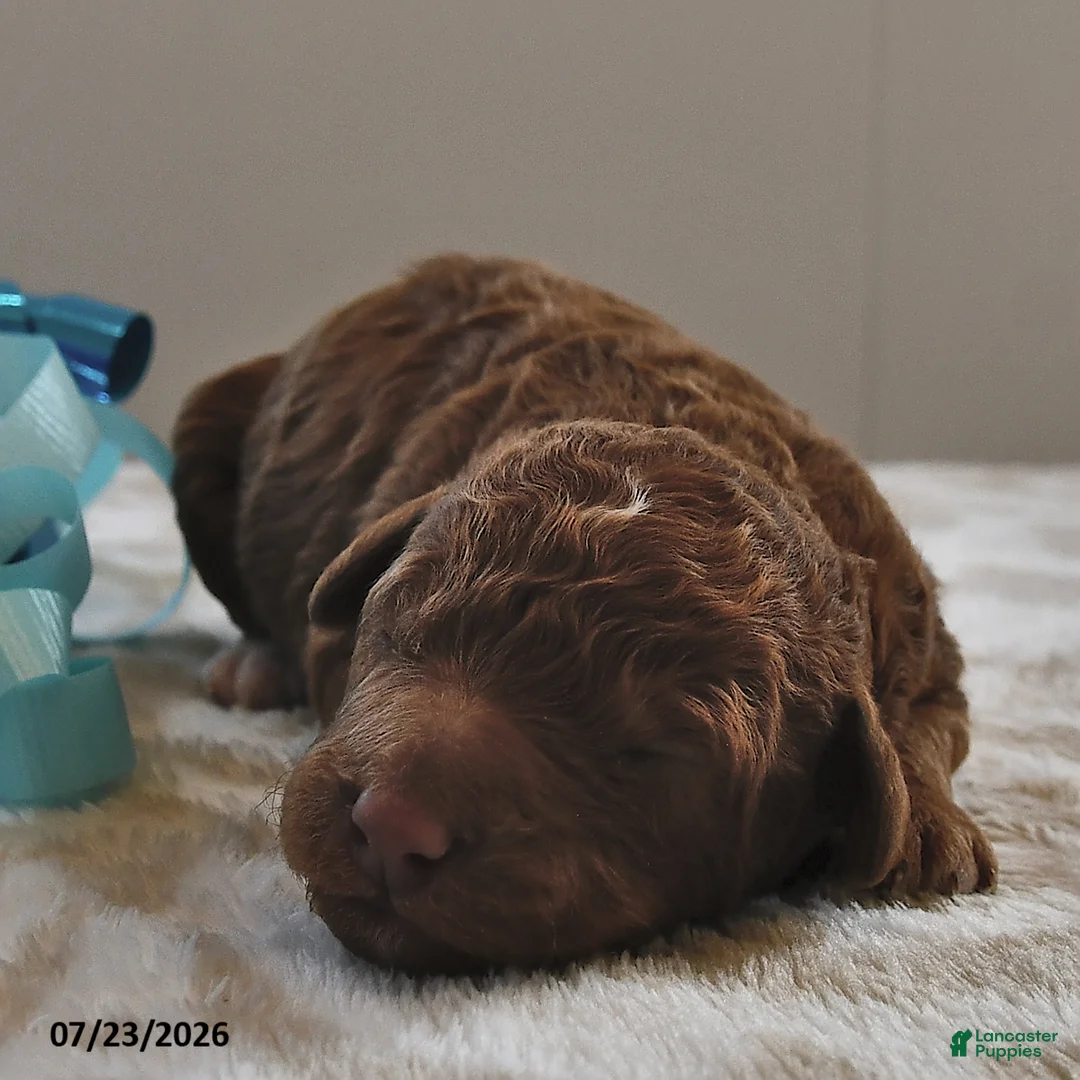 Mini Goldendoodle dogs for sale: Winston - Ad 1