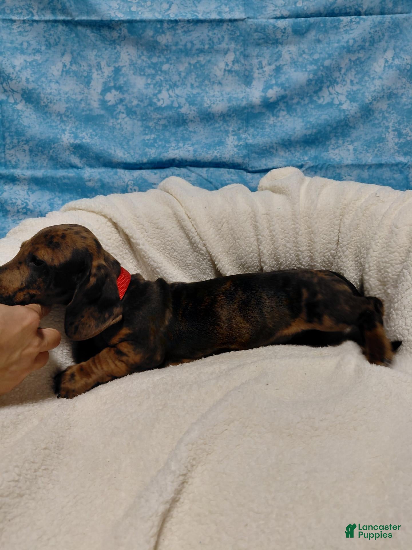 Miniature Dachshund dogs Fred - Ad 1
