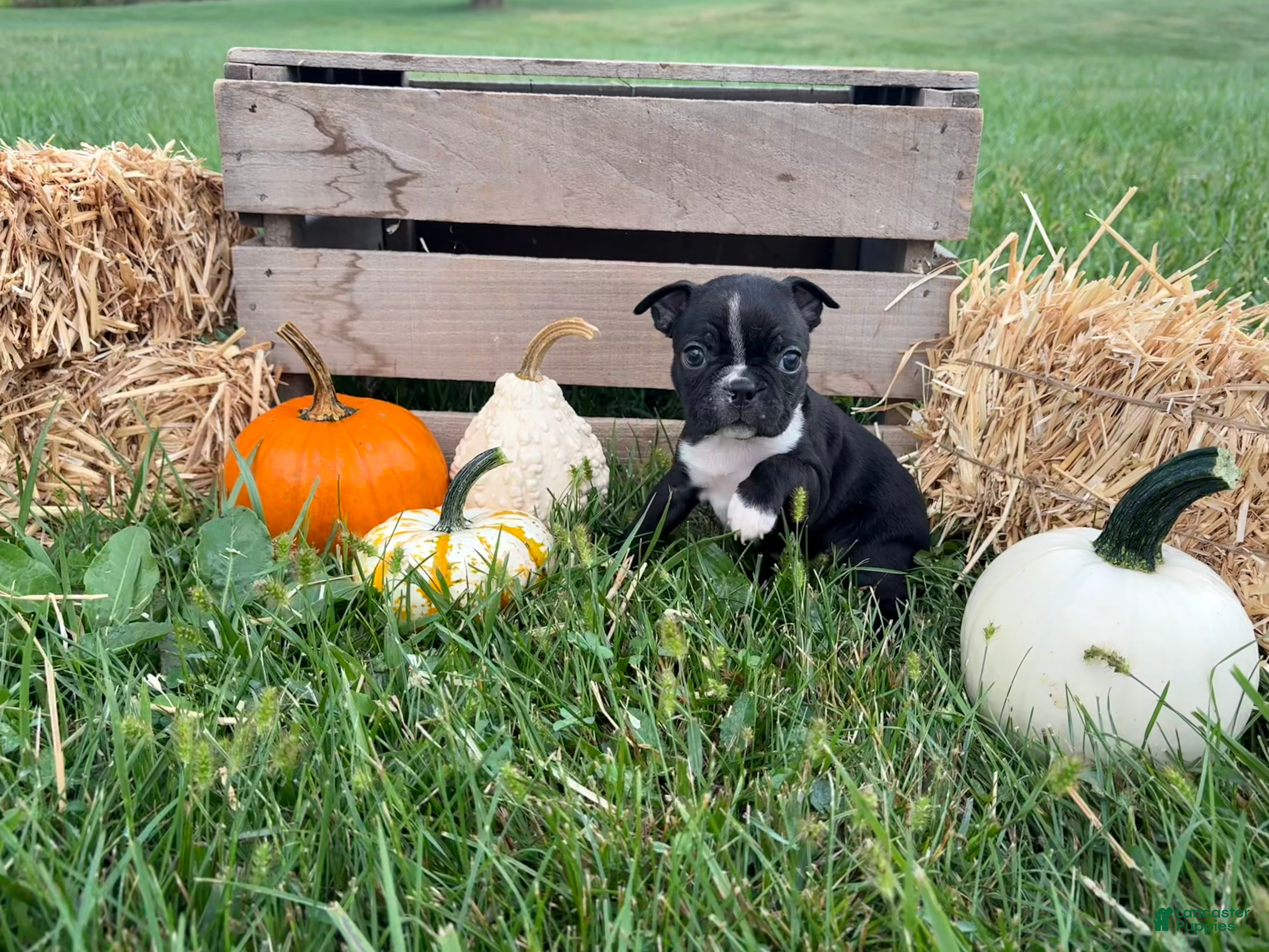 Boston Terrier dogs for sale: Diesel - Ad 2
