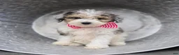 Mini Sheepadoodle dogs for sale: Trish - Ad 5