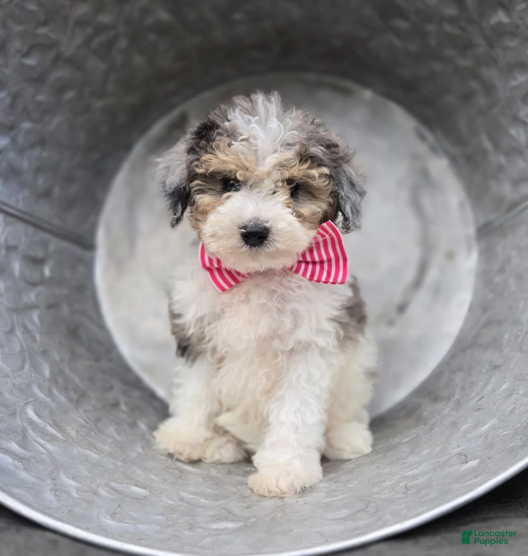 Mini Sheepadoodle dogs for sale: Trish - Ad 5