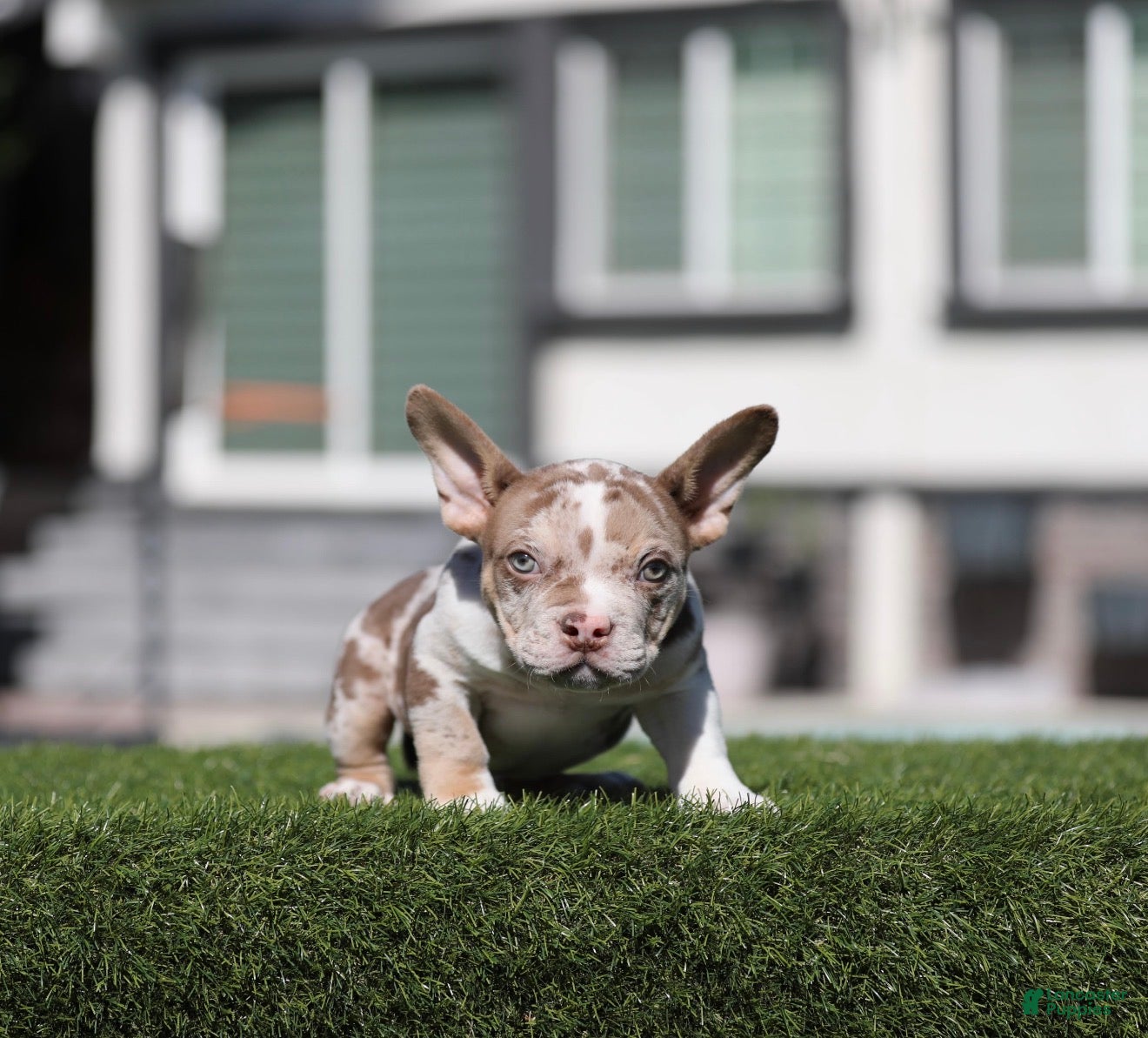 American Bully dogs for sale: American Bully 1 - Ad 39
