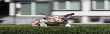 American Bully 1