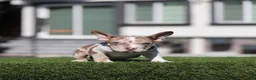 American Bully dogs for sale: American Bully 1 - Ad 1