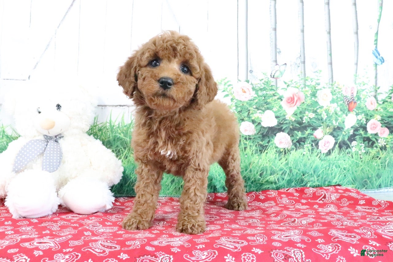 Mini Goldendoodle dogs Tina - Ad 2