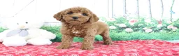 Mini Goldendoodle dogs for sale: Tina - Ad 2