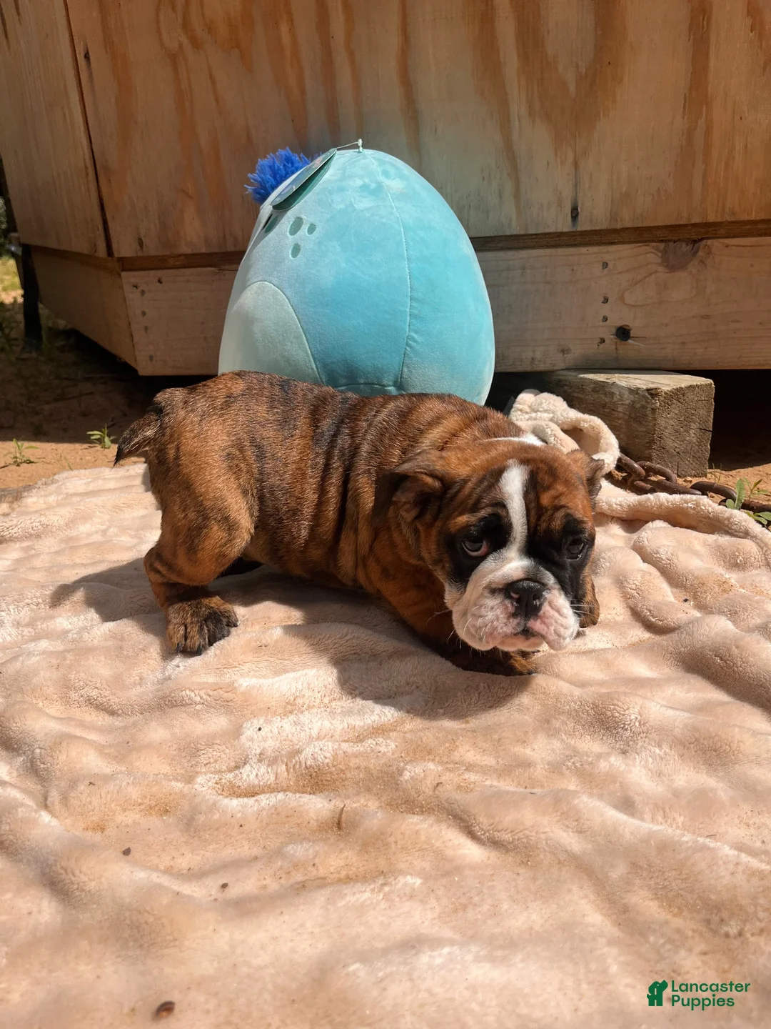 English Bulldog dogs for sale: Stella - Ad 2