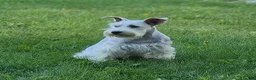 Miniature Schnauzer dogs for sale: Biscuit - Ad 4