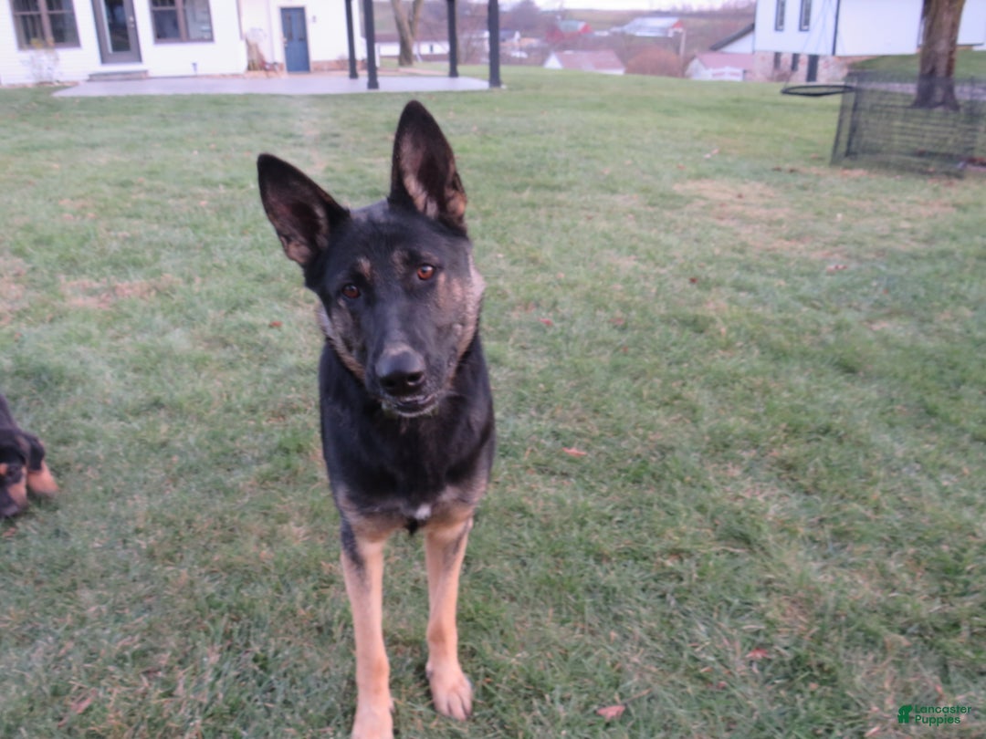 German Shepherd dogs for sale: Jax - Ad 15