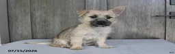 Cairn Terrier dogs for sale: Amber - Ad 3