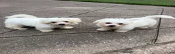 Maltipoo dogs for sale: Maltipoo 1 - Ad 3