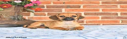 Puggle dogs for sale: Shoshannah - Ad 3