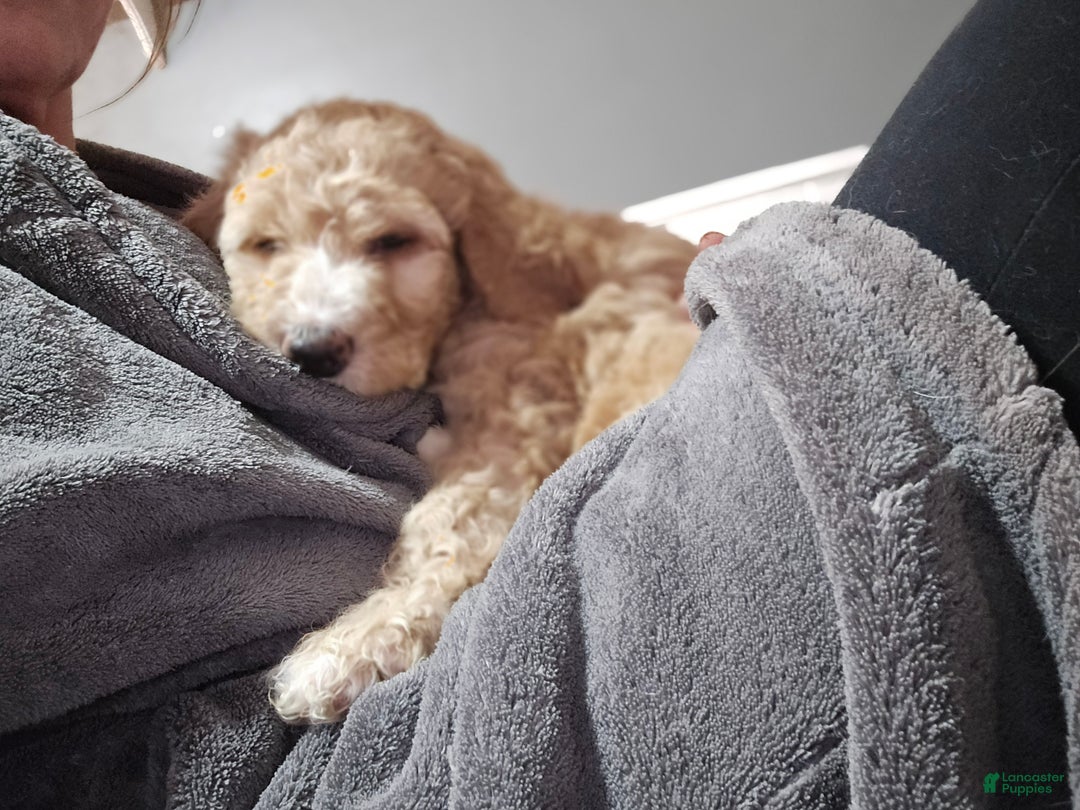 Mixed Breed dogs for sale: Aj - Ad 2