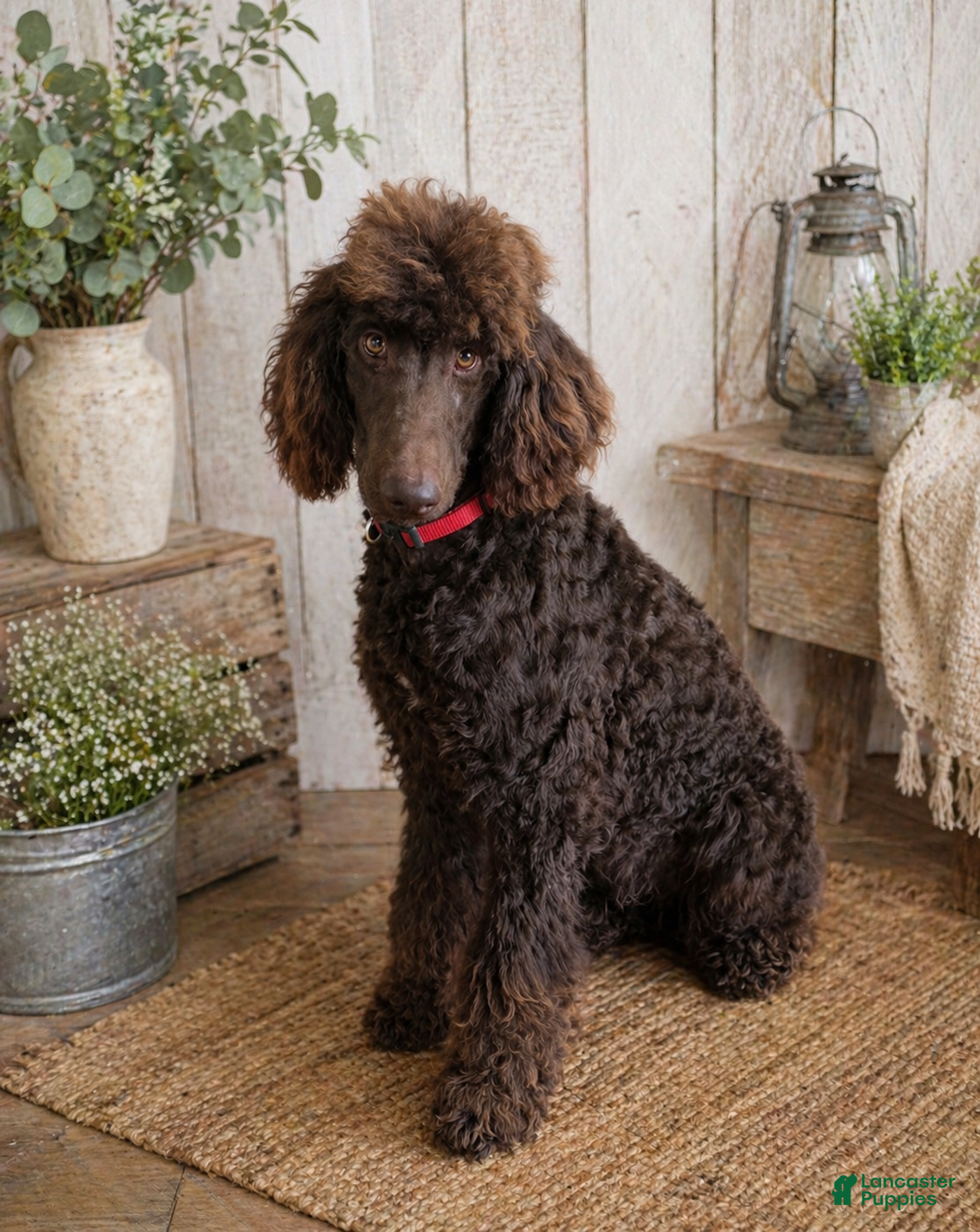 Standard Poodle dogs Bingo - Ad 1