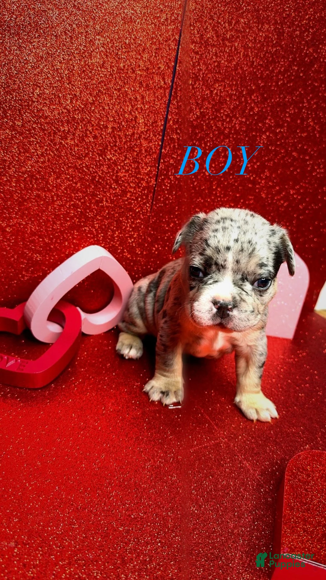 French Bulldog dogs for sale: King - Ad 1