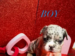 French Bulldog dogs King - Ad 8