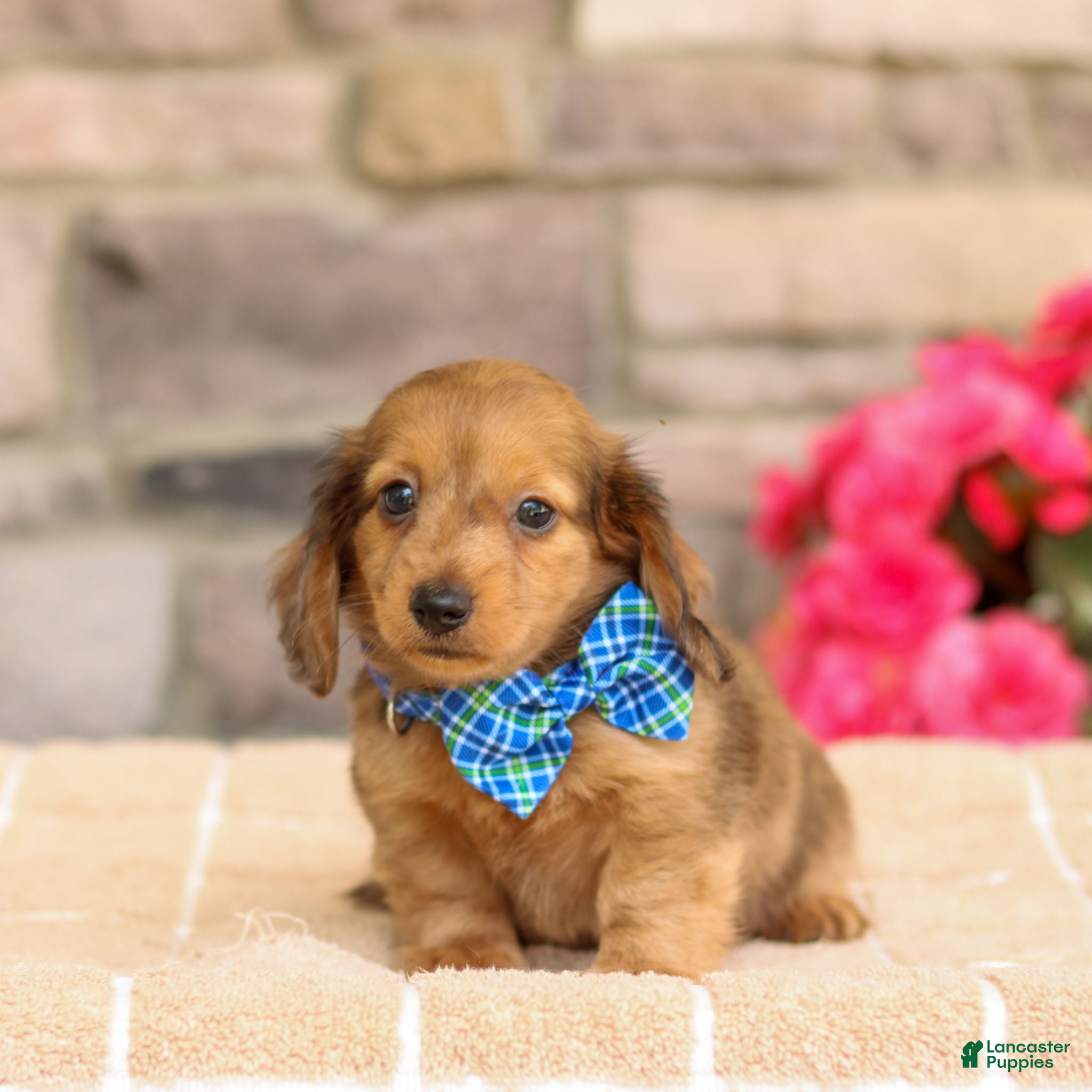 Miniature Dachshund dogs Marley - Ad 2