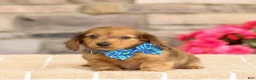 Miniature Dachshund dogs for sale: Marley - Ad 2
