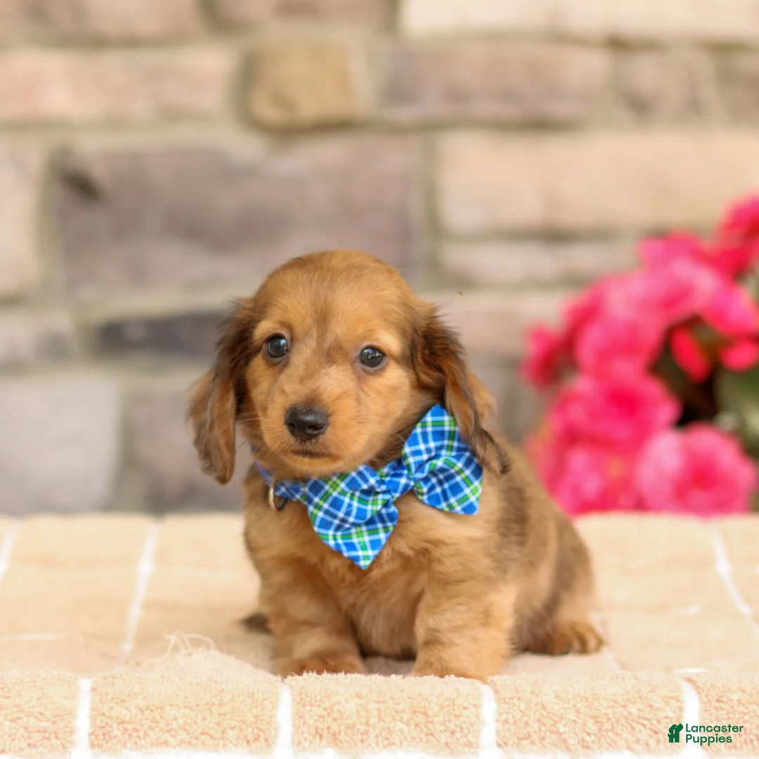 Miniature Dachshund dogs for sale: Marley - Ad 2