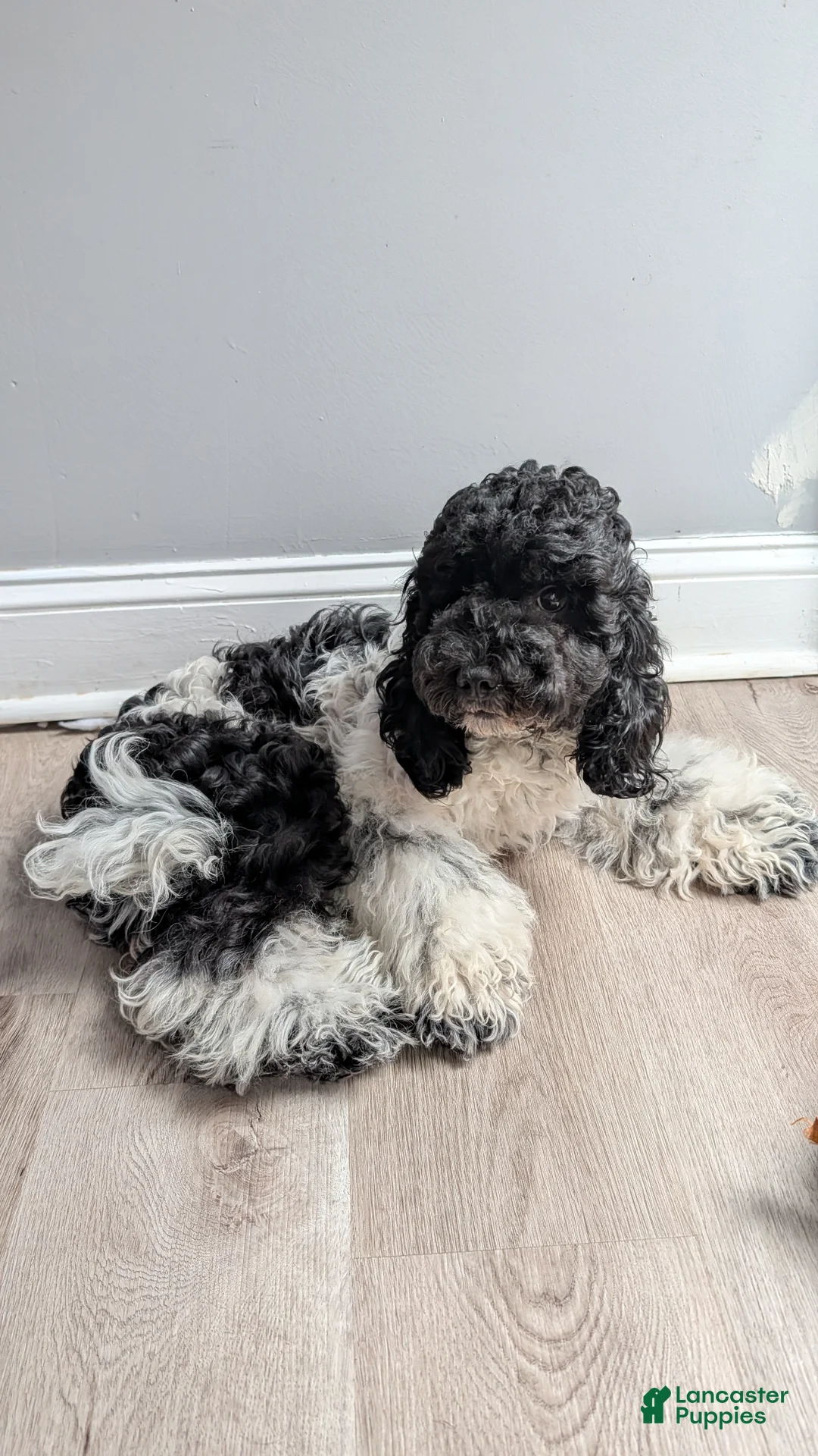 Cockapoo dogs for sale: Raven (F2b) - Ad 2
