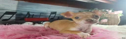 Chihuahua dogs for sale: Teacup female Chihuahua.  Hand Delivery  - Ad 9