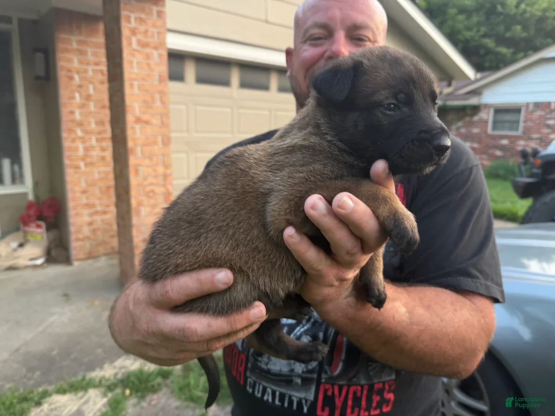 Belgian Malinois dogs for sale: Belgian Malinois 1 - Ad 2