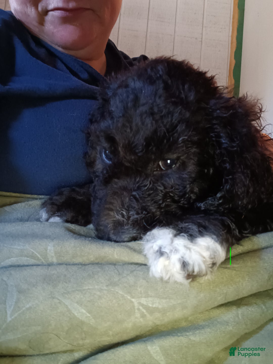 Labradoodle dogs for sale: Creamy mae - Ad 37