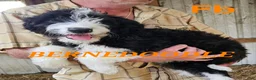 Bernedoodle dogs for sale: Bernedoodle  - Ad 4
