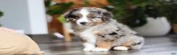 Miniature Australian Shepherd dogs for sale: Truffles - Ad 6