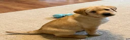 Labrador Retriever dogs for sale: Ellie  - Ad 5