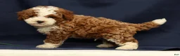 Cavapoo dogs for sale: Elmer - Ad 4