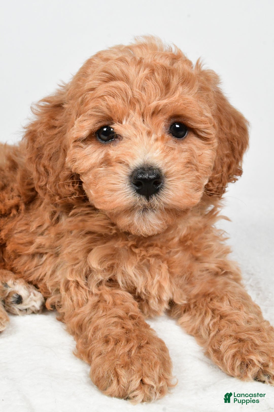 Bichpoo dogs for sale: Buffy - Ad 4