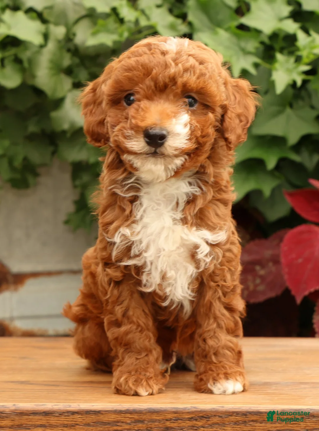 Miniature Poodle dogs for sale: Sawyer - Ad 1
