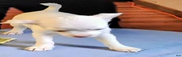 Chihuahua dogs for sale: Frosty - Ad 7