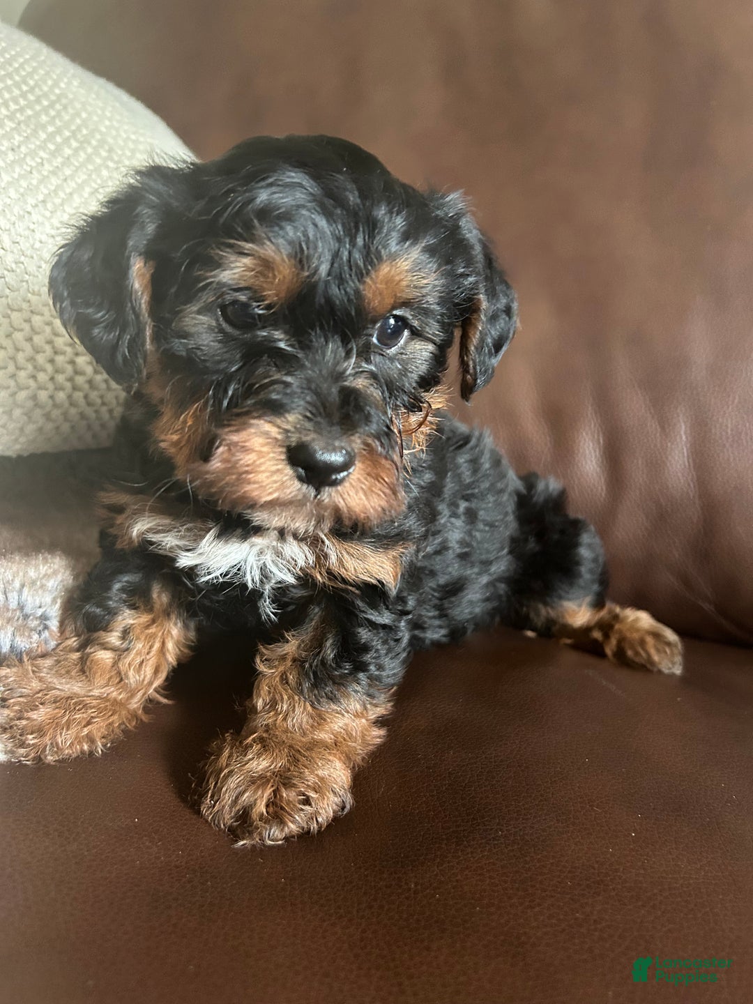 Yorkiepoo dogs for sale: Rocky - Ad 1