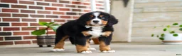 Bernese Mountain Dog dogs for sale: Caleb - Ad 10