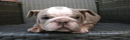 English Bulldog dogs for sale: Brody  - Ad 6