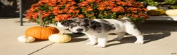 Mini Hippo dogs for sale: Macy - Ad 4