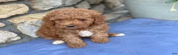 Miniature Poodle dogs for sale: Major - Ad 5