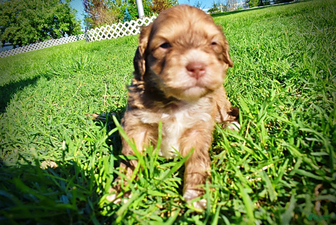 Havapoo dogs for sale: Pippin - Ad 1