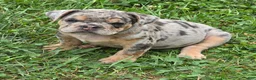 English Bulldog dogs for sale: Tinsel the lilac merle  - Ad 13