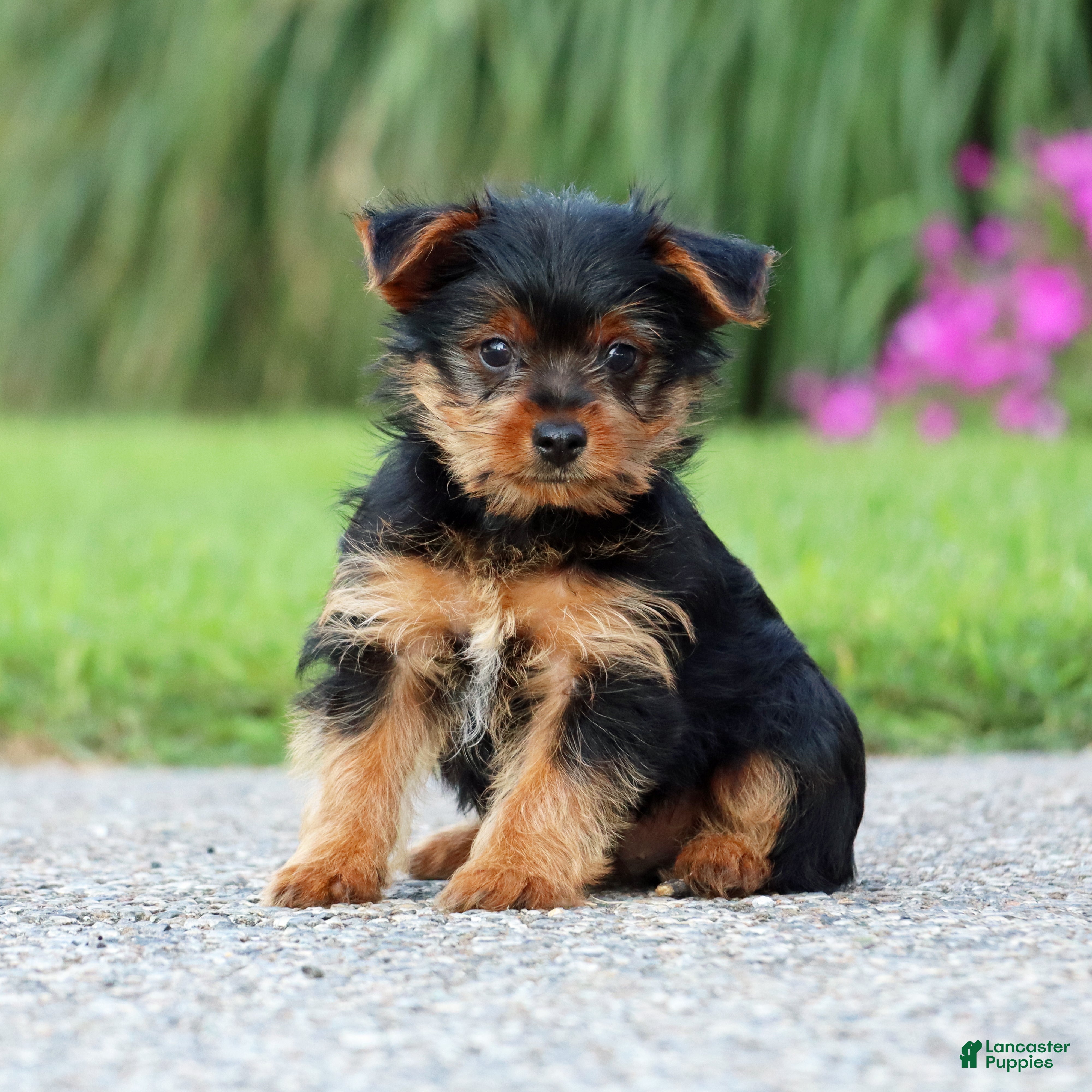 Yorkshire Terrier dogs Cola - Ad 1
