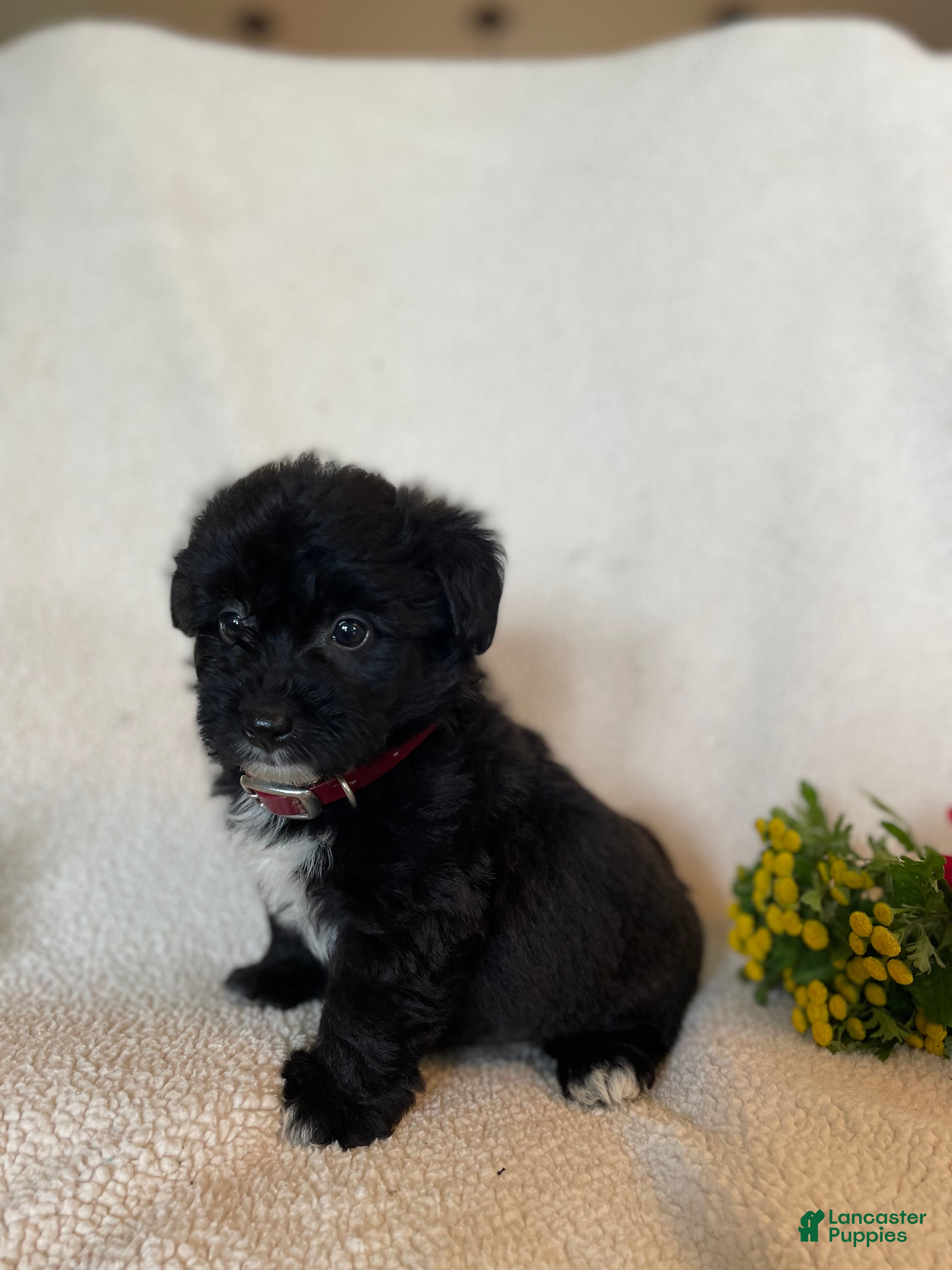 Corgipoo dogs Johnny - Ad 2