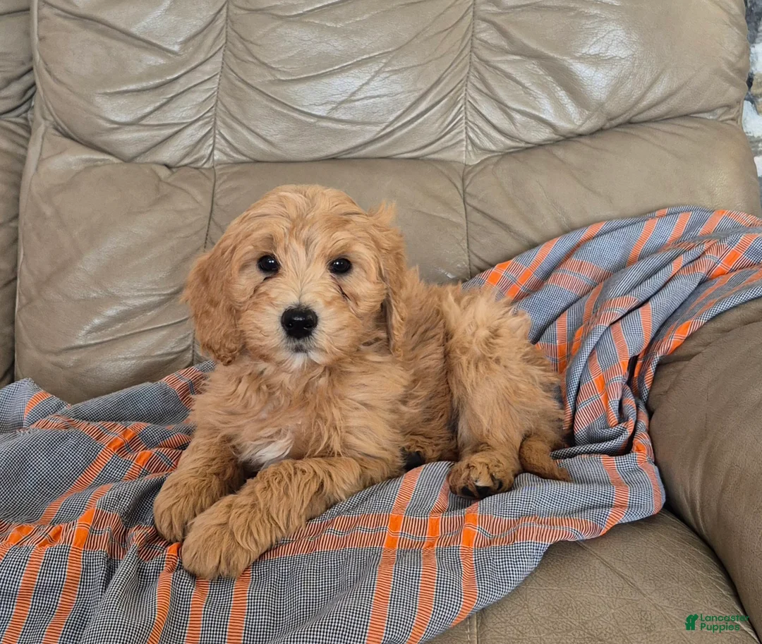 Goldendoodle dogs for sale: Theo - Ad 1
